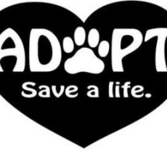 Meet your Animal Rescue Posher, Tammy - Picture 3 of 10